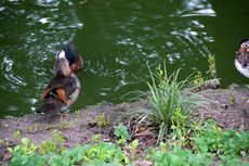 Mandarinente (1 von 3).jpg